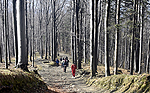 las w Beskidzie Śląskim