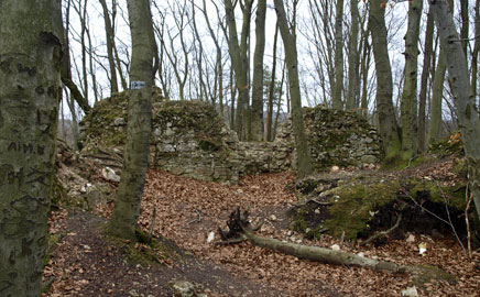 ruiny zamku w lesie