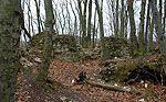 ruiny zamku w lesie