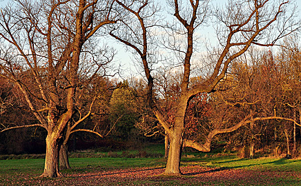Swobodna grupa drzew w Parku w Świerklańcu