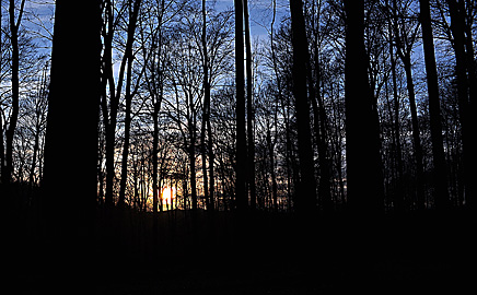 zachód Słońca w lesie