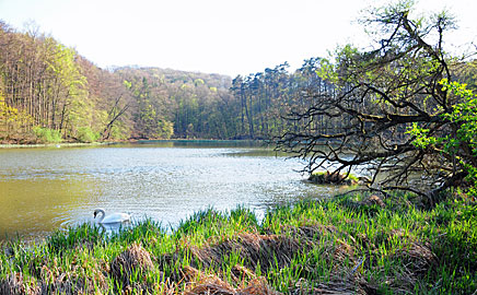 jezioro w rezerwacie przyrody Parkowe