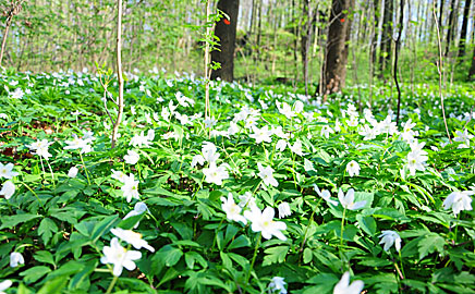 kwiaty w lesie rezerwatu przyrody Parkowe